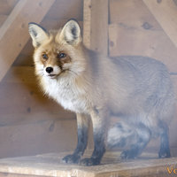 Красавица лиса. Кстати, лиса является символом национального парка Самарская Лука